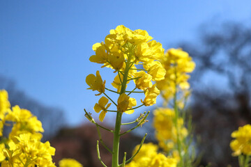 菜の花 アブラナ 花畑 黄色 パステル 美しい かわいい 満開 淡い 青空 晴れ 
