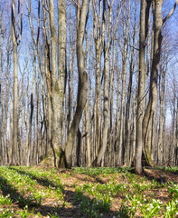 Blooming snowflake flowers (leucojum vernum) in the spring forest. First wild white flowers. The awakening nature of the Carpathians