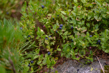 blueberry plant full of fruit. Vaccinium myrtillus tasty natural food found in the mountains at high altitudes