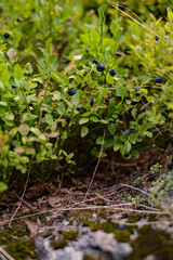blueberry plant full of fruit. Vaccinium myrtillus tasty natural food found in the mountains at high altitudes