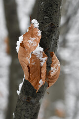 Closeup macro of autumn leaves covered in snow