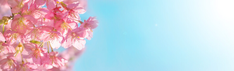 河津桜（日本の桜の一種）