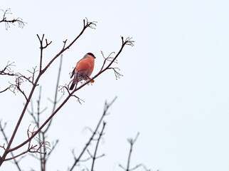 A bright bullfinch sits on a branch against a light sky.