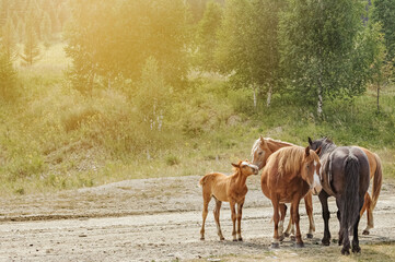Horses and foal on rural road in summer day. Four domestic horses on country road, scenic nature...