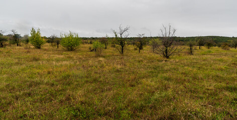 Havranicke vresoviste heath in Podyji National park in Czech republic near borders with Austria