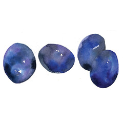 Purple plums watercolor painting illustration