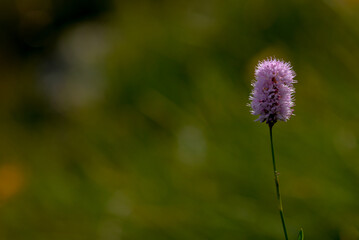 Bistorta officinalis plant. a beautiful pink flower that grows in the mountains among the rocks