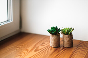 Home plants succulents in jute pots on a wooden windowsill by the window, background