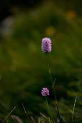 Bistorta officinalis plant. a beautiful pink flower that grows in the mountains among the rocks