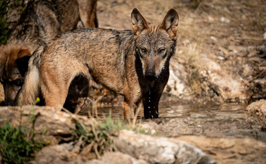 Canis Lupus Signatus in the middle of the pond