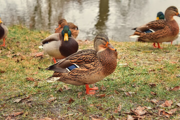 Wild ducks Mallard standing on the shore. Ducks in their natural habitat. Selective focus and noise