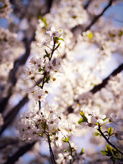 tree blossom