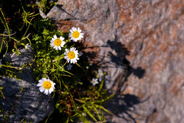 Anthemis carpatica plant in the mountain. white flower at high altitude