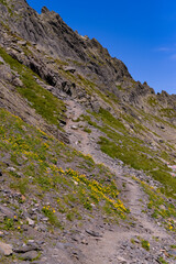 Doronicum orientale plant on the mountain ridges. Yellow flower at high altitudes