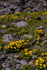 Doronicum orientale plant on the mountain ridges. Yellow flower at high altitudes