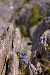 Campanula alpina plant in blooming period. Purple flower grown among the rocks of the high mountains