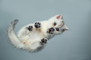 Funny white British kitten on a gray background.