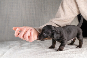 Five week old Jack Russel puppy in brindle color. Little dog plays with the fingers of a woman's hand. Selective focus
