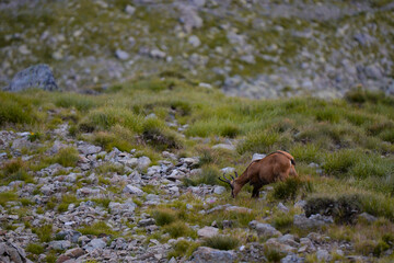 A black goat grazing on the mountain in the evening. Rupicapra wild animal in freedom