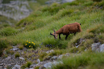 A black goat grazing on the mountain in the evening. Rupicapra wild animal in freedom