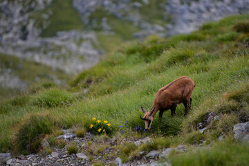 A black goat grazing on the mountain in the evening. Rupicapra wild animal in freedom