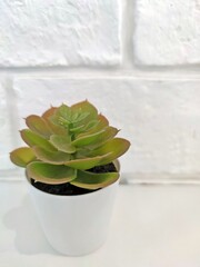 Mini plastic artificial cactus plants in white plastic pot with white brick wall background.