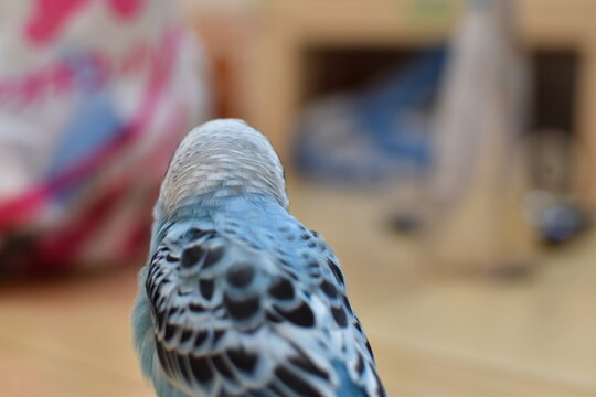 blue parakeet