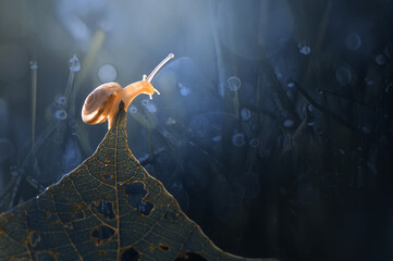 Snail on the leaf