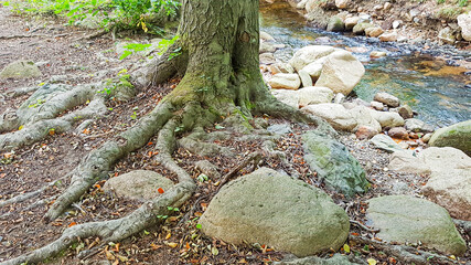Baum Wurzel verschlungen schlange Wald Fluß steine Natur Felsen wild schroff Sonnenlicht Wasser Laub trocken Waldsterben Umweltschutz Landschaft Kaskade