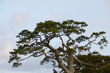 青空と松