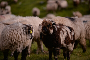 large flock of sheep walking on the rocky mountain at high altitude
