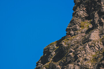 A black goat grazing on the mountain in the evening. Rupicapra wild animal in freedom