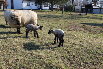 Lamm