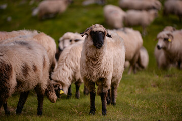 large flock of sheep walking on the rocky mountain at high altitude