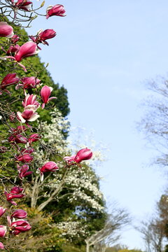 1 911 Best 木蓮 Images Stock Photos Vectors Adobe Stock