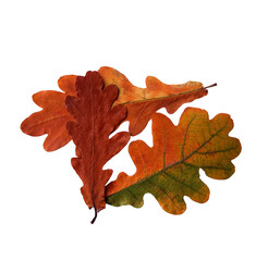 Oak leaves isolated on white background