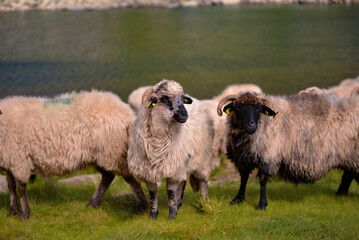 Obraz premium large flock of sheep walking on the rocky mountain at high altitude