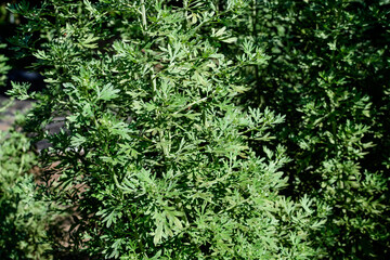 Close up of fresh green leaves of Artemisia absinthium, known as grand wormwood or absinthe, in a garden in a sunny spring day, background photographed with soft focus.