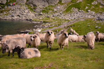 large flock of sheep walking on the rocky mountain at high altitude
