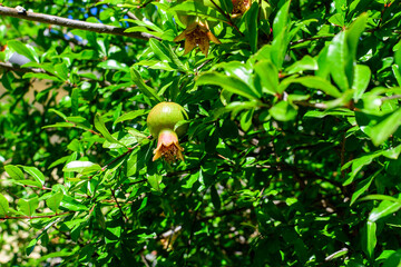 Fototapeta premium One small raw pomegranate fruit and green leaves in a large tree in direct sunlight in an orchard garden in a sunny summer day, beautiful outdoor floral background photographed with selective focus.