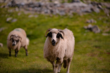 Obraz premium large flock of sheep walking on the rocky mountain at high altitude