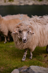large flock of sheep walking on the rocky mountain at high altitude