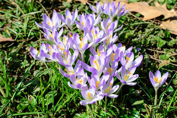 Close up of blue crocus spring flowers in full bloom in a garden in a sunny day, beautiful outdoor...