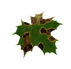 Fototapeta premium Maple leaf on the white background