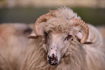 large flock of sheep walking on the rocky mountain at high altitude