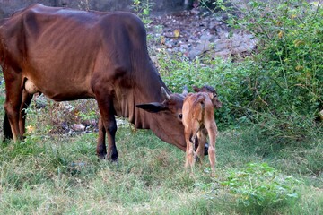Fototapeta premium Cow with her baby in green grass field