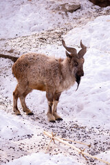 Mountain goat stands on a rock and looks into the distance on a rocky mountain background. big and long beautiful horns.
