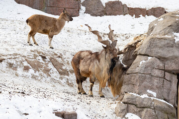 Mountain goat stands on a rock and looks into the distance on a rocky mountain background. big and...