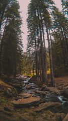 picturesque landscape with a mountain river flowing between the rocks and the pine forest