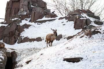 Mountain goat stands on a rock and looks into the distance on a rocky mountain background. big and long beautiful horns.